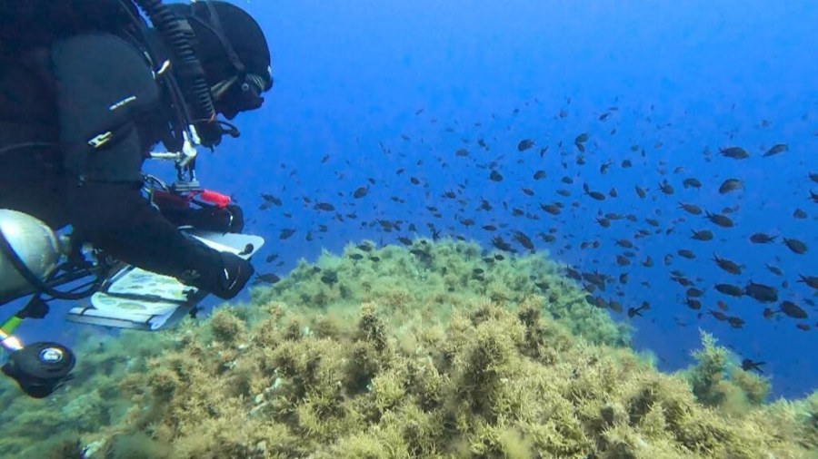 Tourism Surge Threatens Corsica's Protected Scandola Reserve