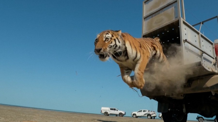 Kazakhstan Reintroduces Amur Tiger to Revitalize Regional Ecosystem