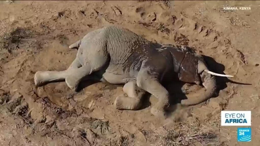 Kenya Elephant Deaths: Cyanide Poisoning Theory Under Scrutiny